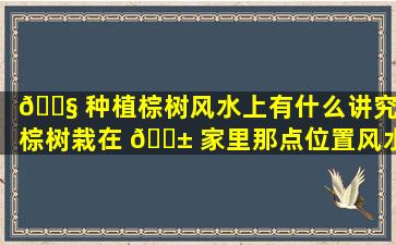 🐧 种植棕树风水上有什么讲究(棕树栽在 🐱 家里那点位置风水好)